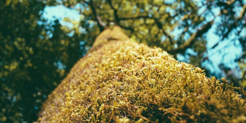 网络技术39：SBWCY解决方案如何重塑互联网基础设施